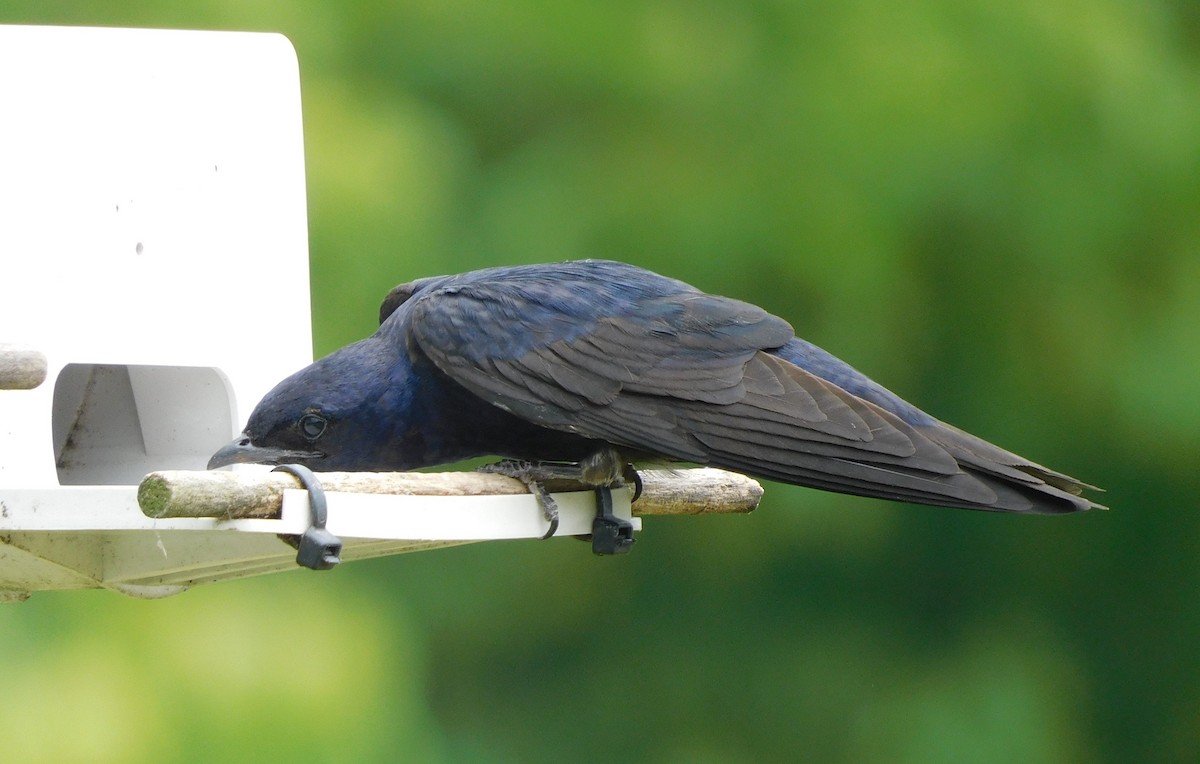 Purple Martin - ML590035541