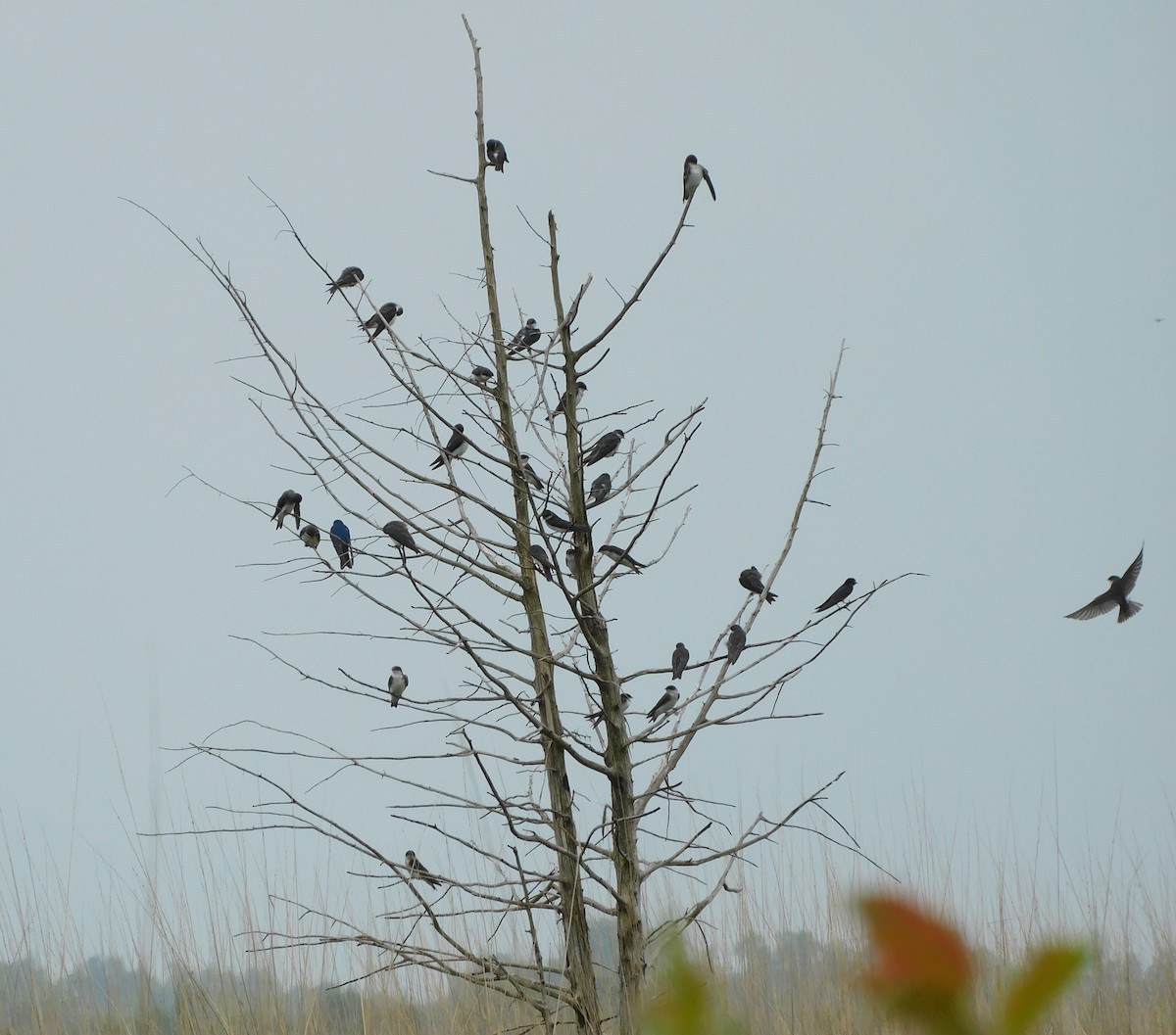 Tree Swallow - Pete Huffer