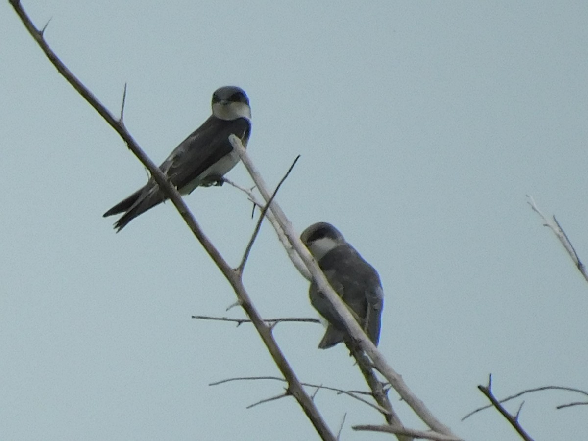 Golondrina Bicolor - ML590035621