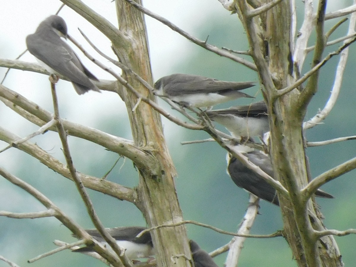 Tree Swallow - ML590035631