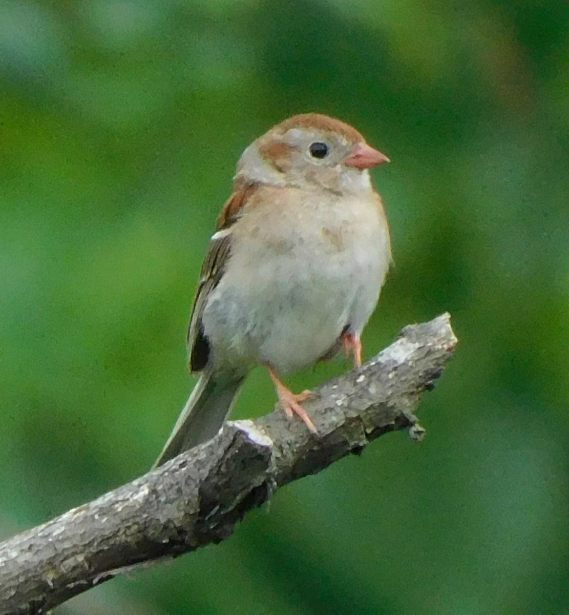 Field Sparrow - ML590036091