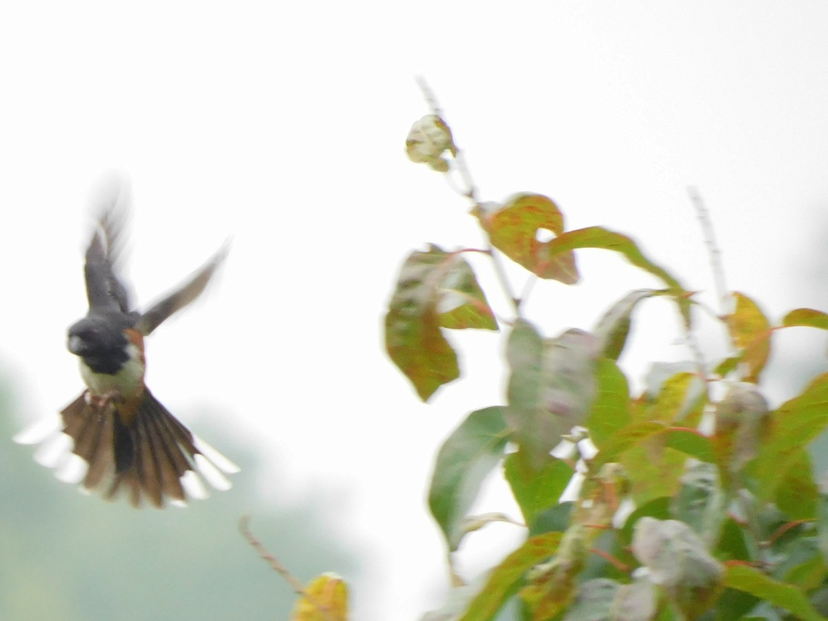 Eastern Towhee - ML590036161