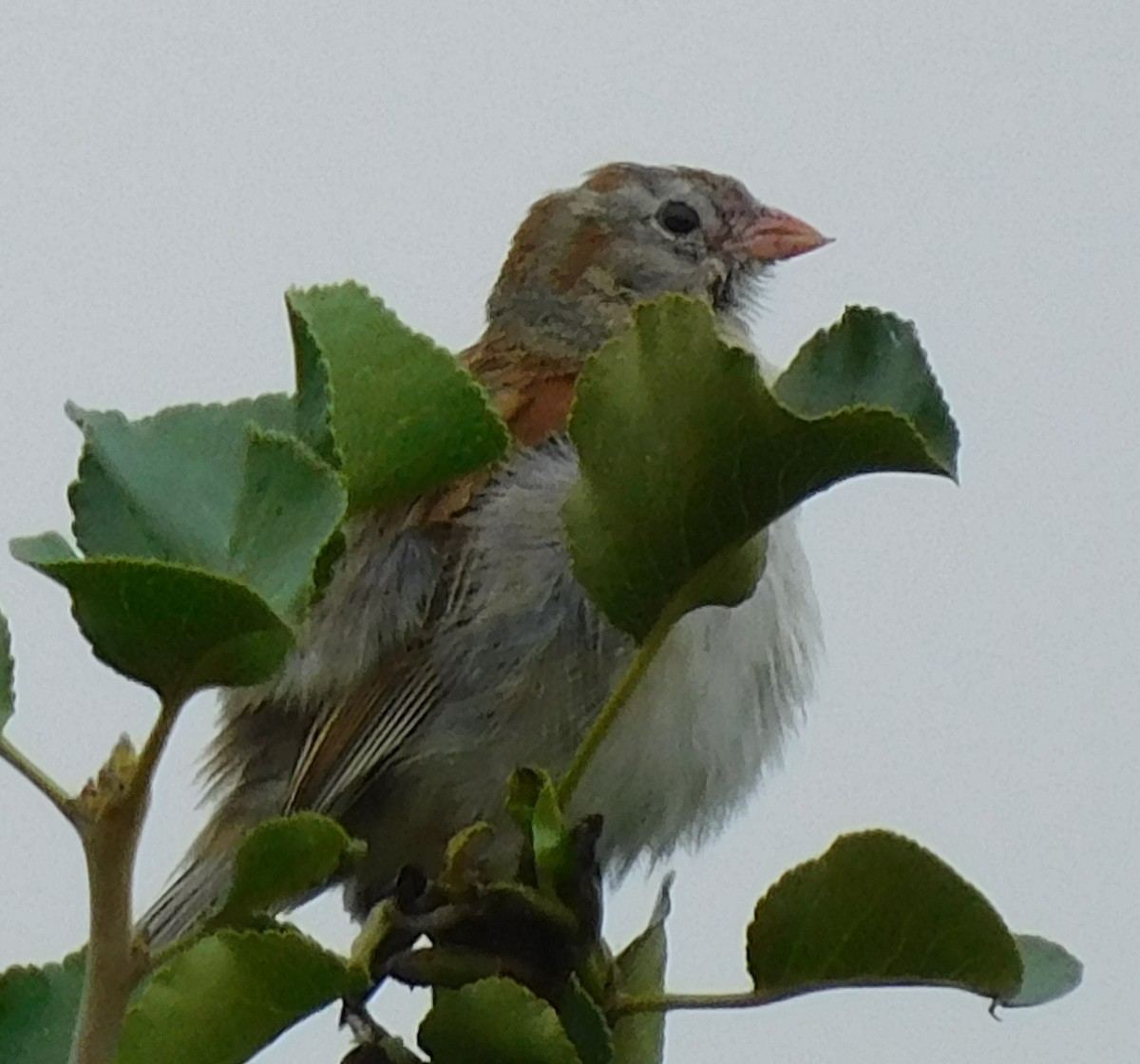 Field Sparrow - ML590036181
