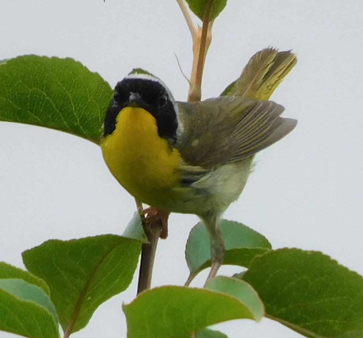 Paruline masquée - ML590036361