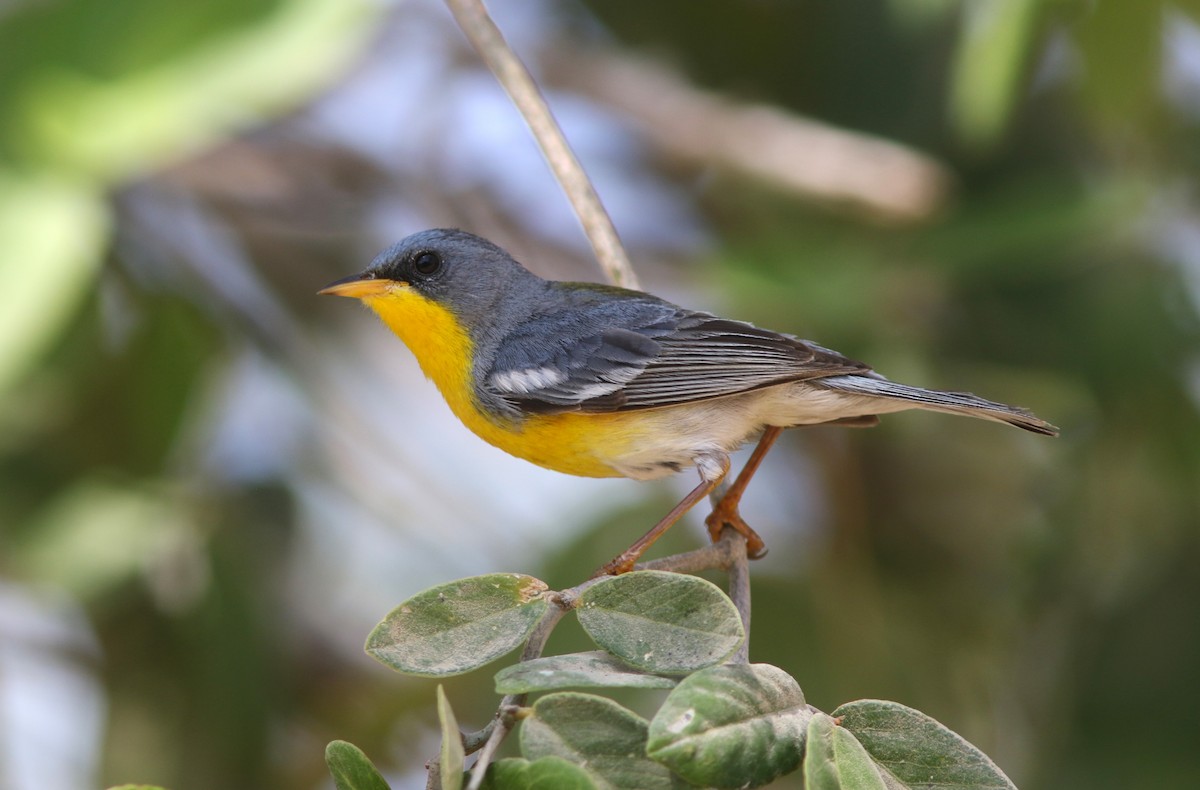 Parula Pitiayumí (insularis) - ML590036491