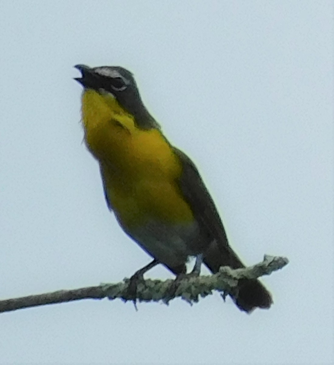 Yellow-breasted Chat - Pete Huffer