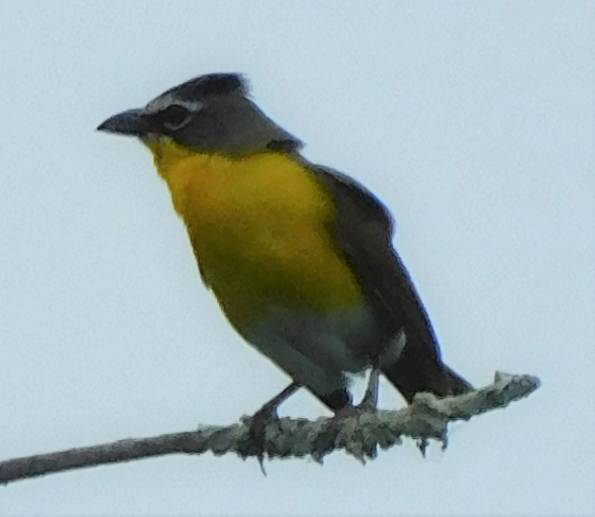 Yellow-breasted Chat - Pete Huffer