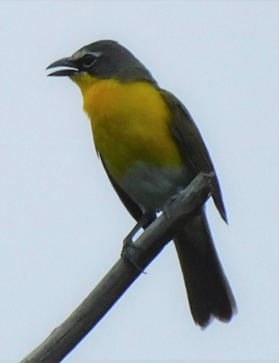 Yellow-breasted Chat - Pete Huffer