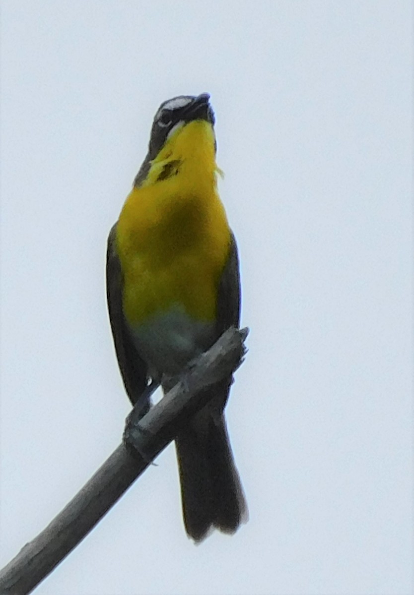 Yellow-breasted Chat - Pete Huffer