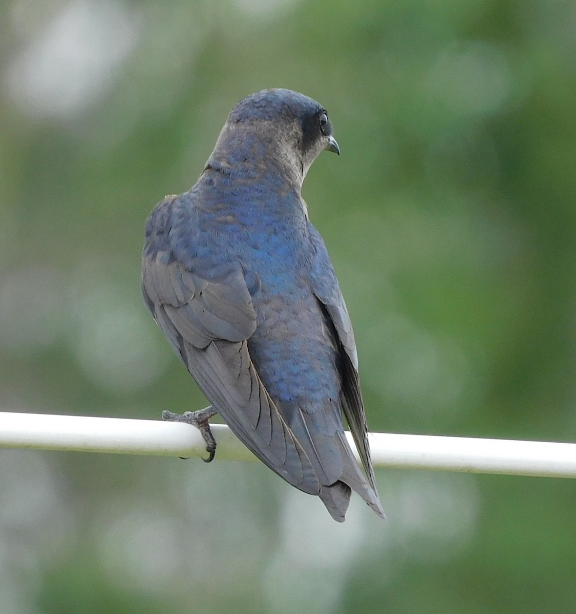 Purple Martin - ML590036681