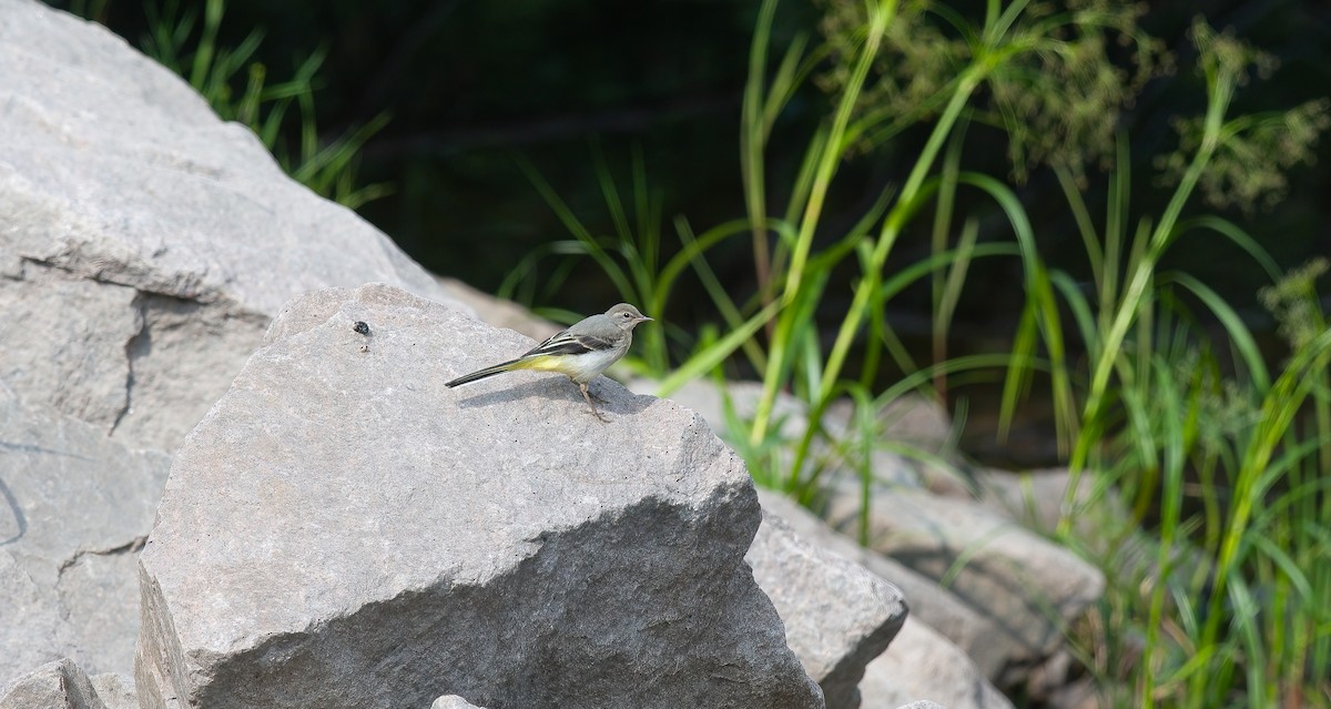 Gray Wagtail - Eric Francois Roualet