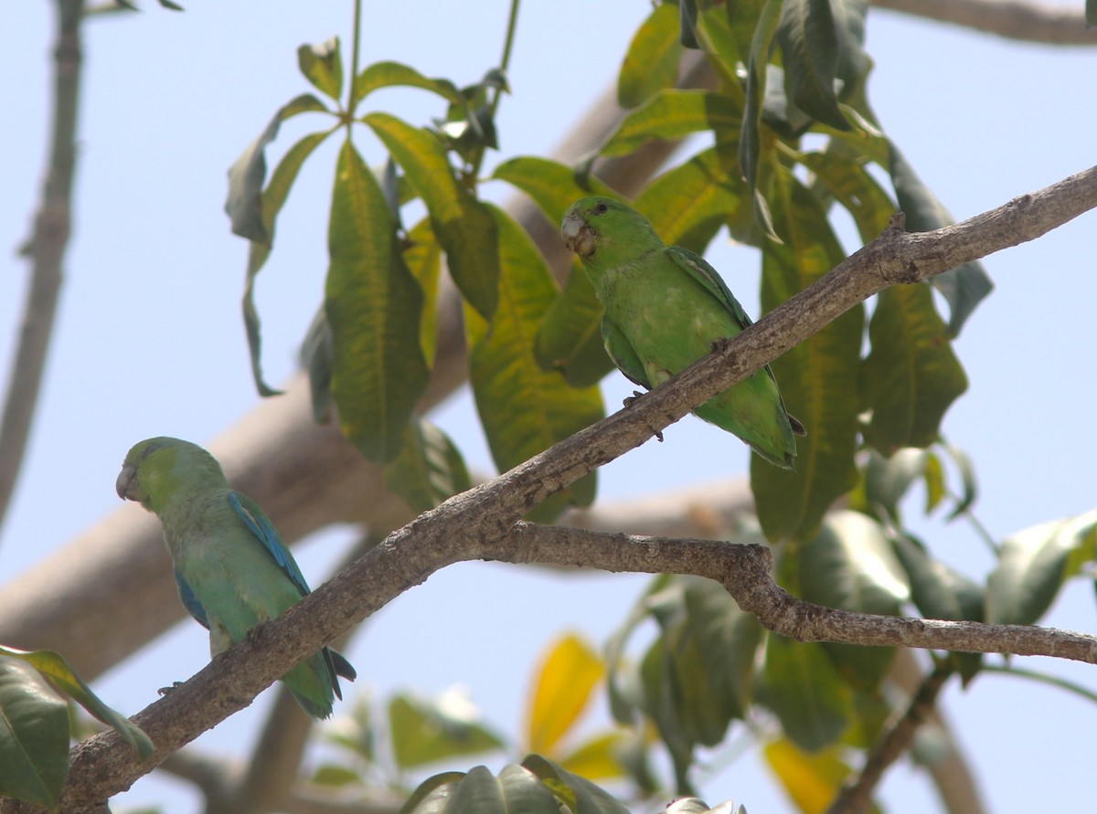 Meksika Serçe Papağanı (insularis) - ML590036891