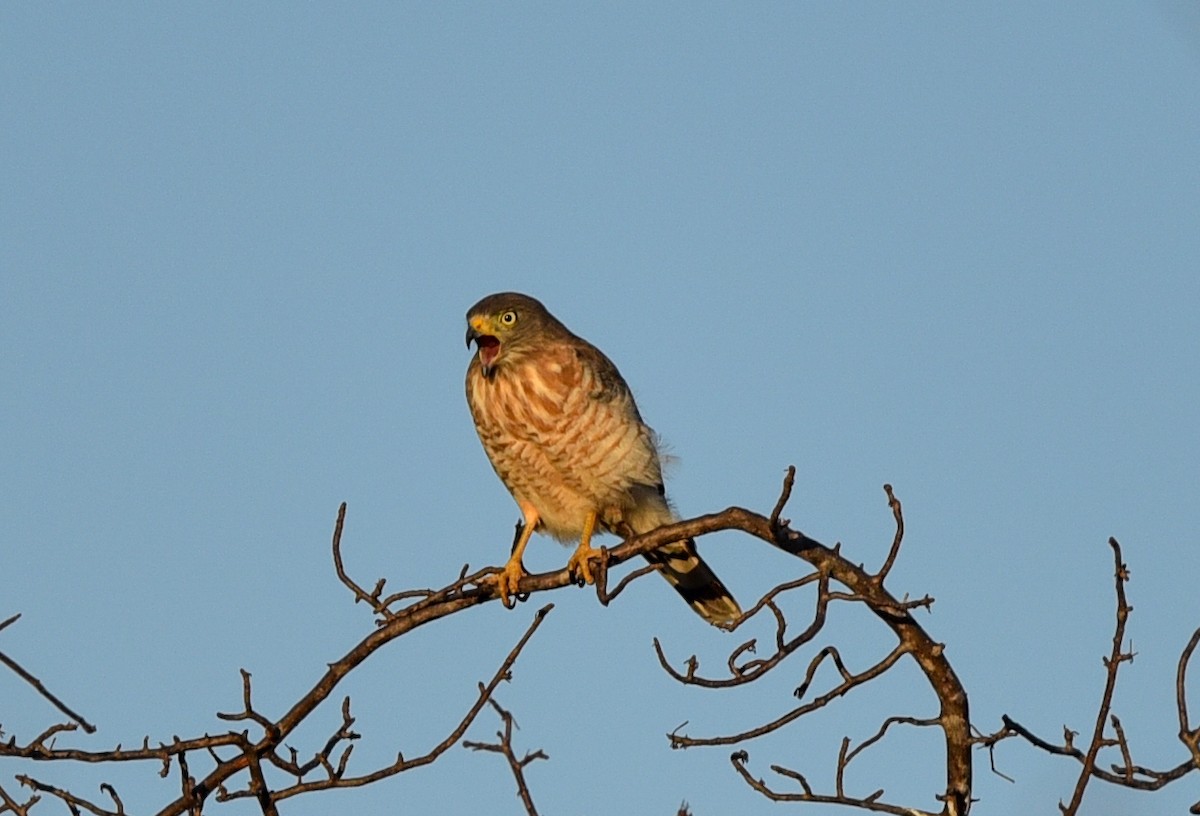 Roadside Hawk - ML590036941