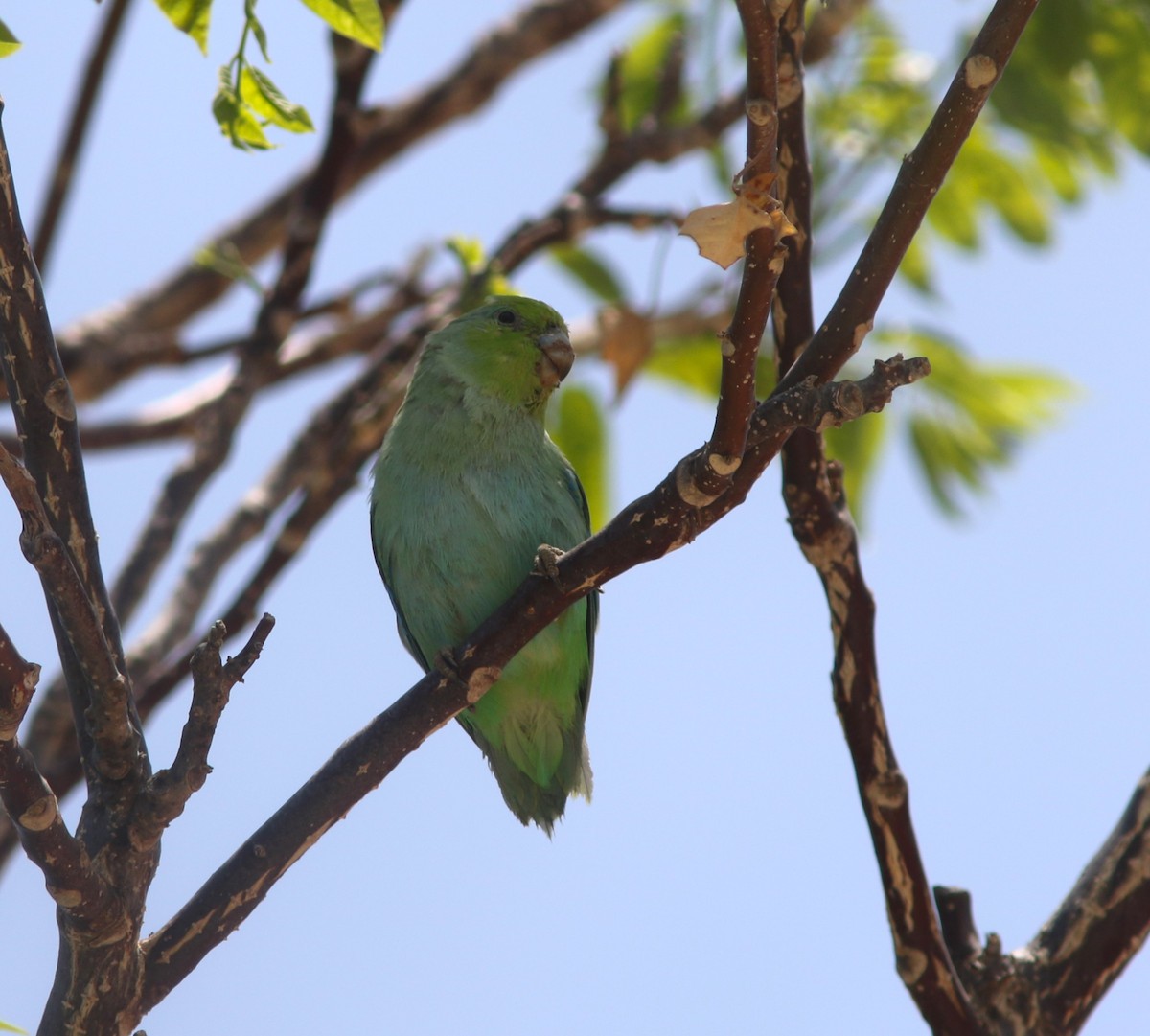 Blaubürzel-Sperlingspapagei (insularis) - ML590037541