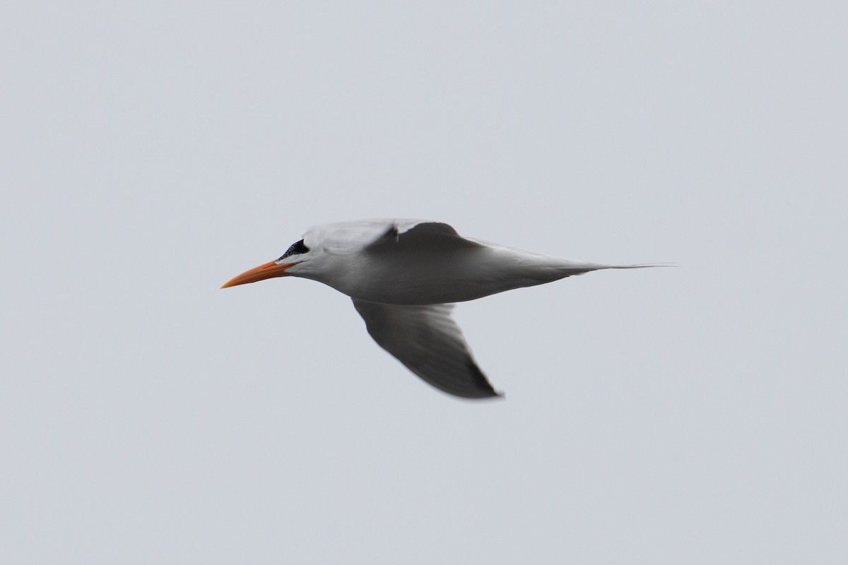 Royal Tern - ML590038321