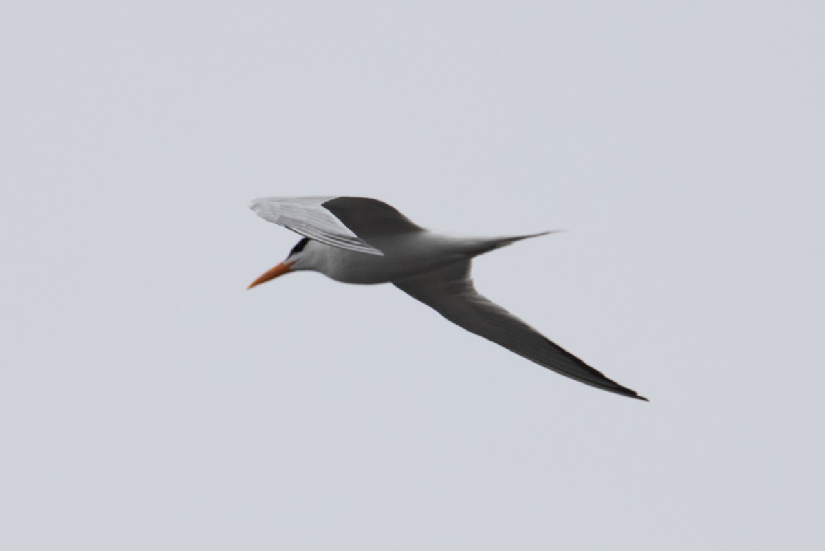 Royal Tern - ML590038331