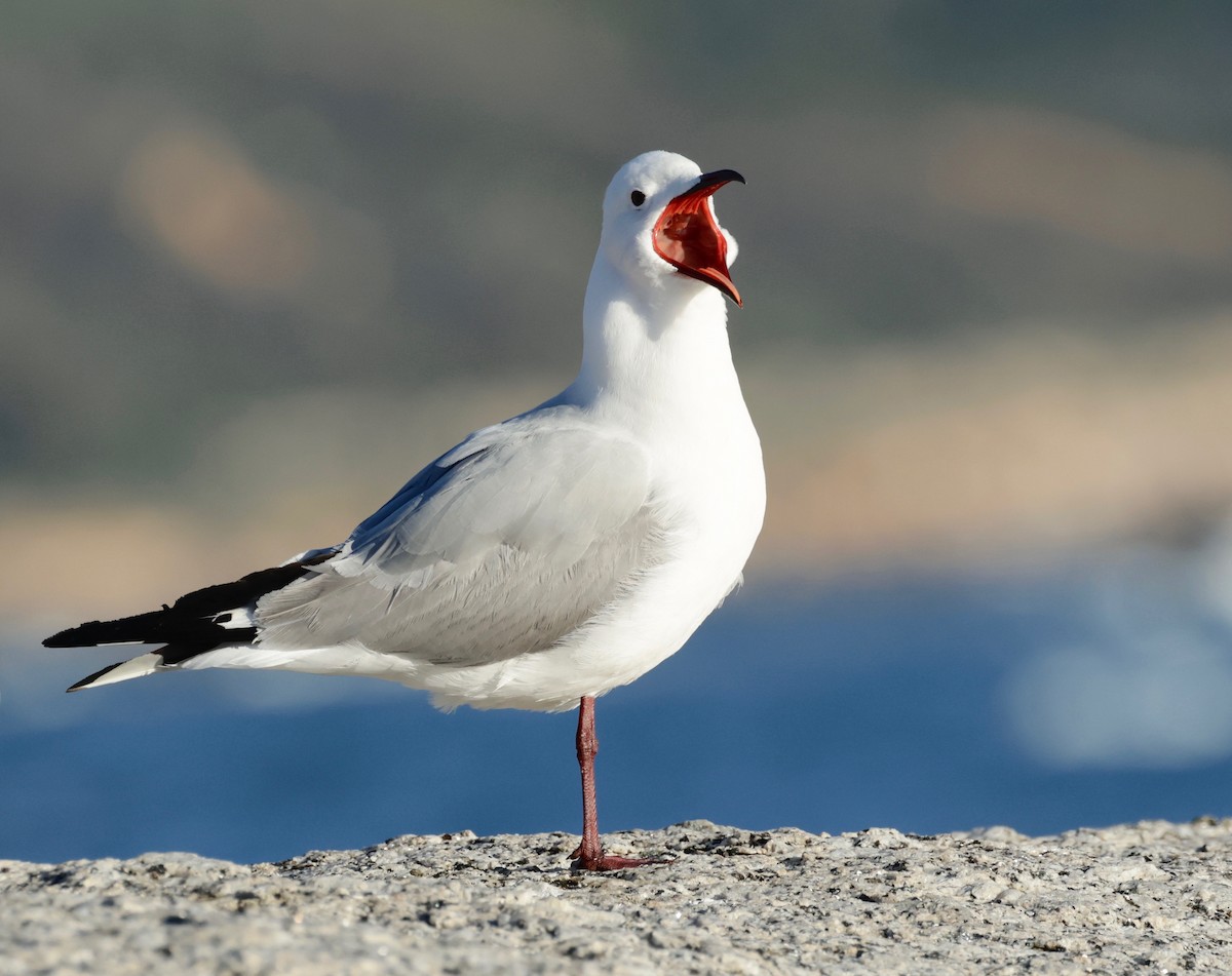 Hartlaub's Gull - ML590039251