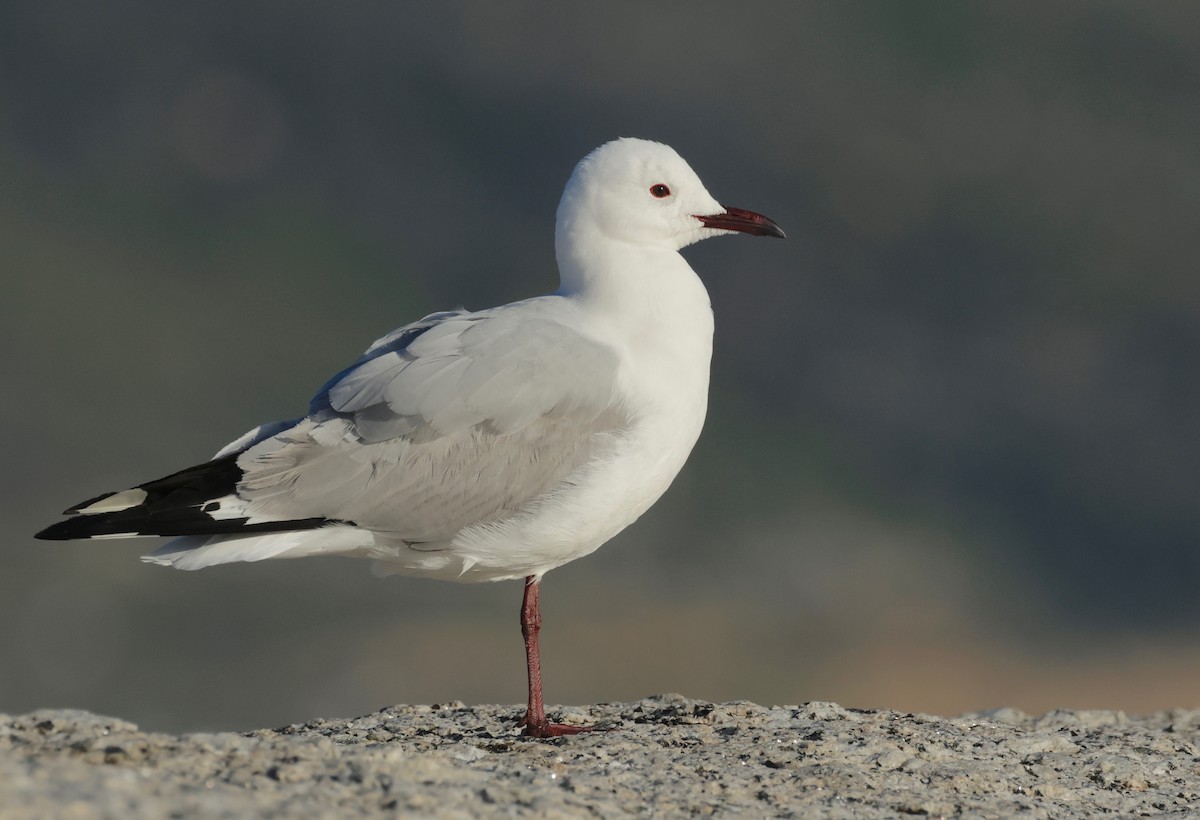 Hartlaub's Gull - ML590039271