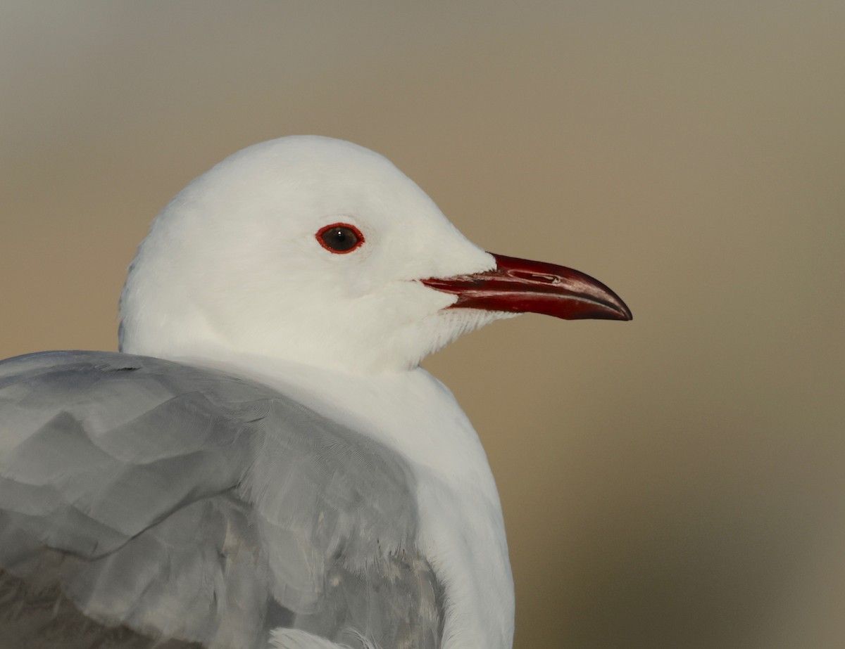 Hartlaub's Gull - ML590039281