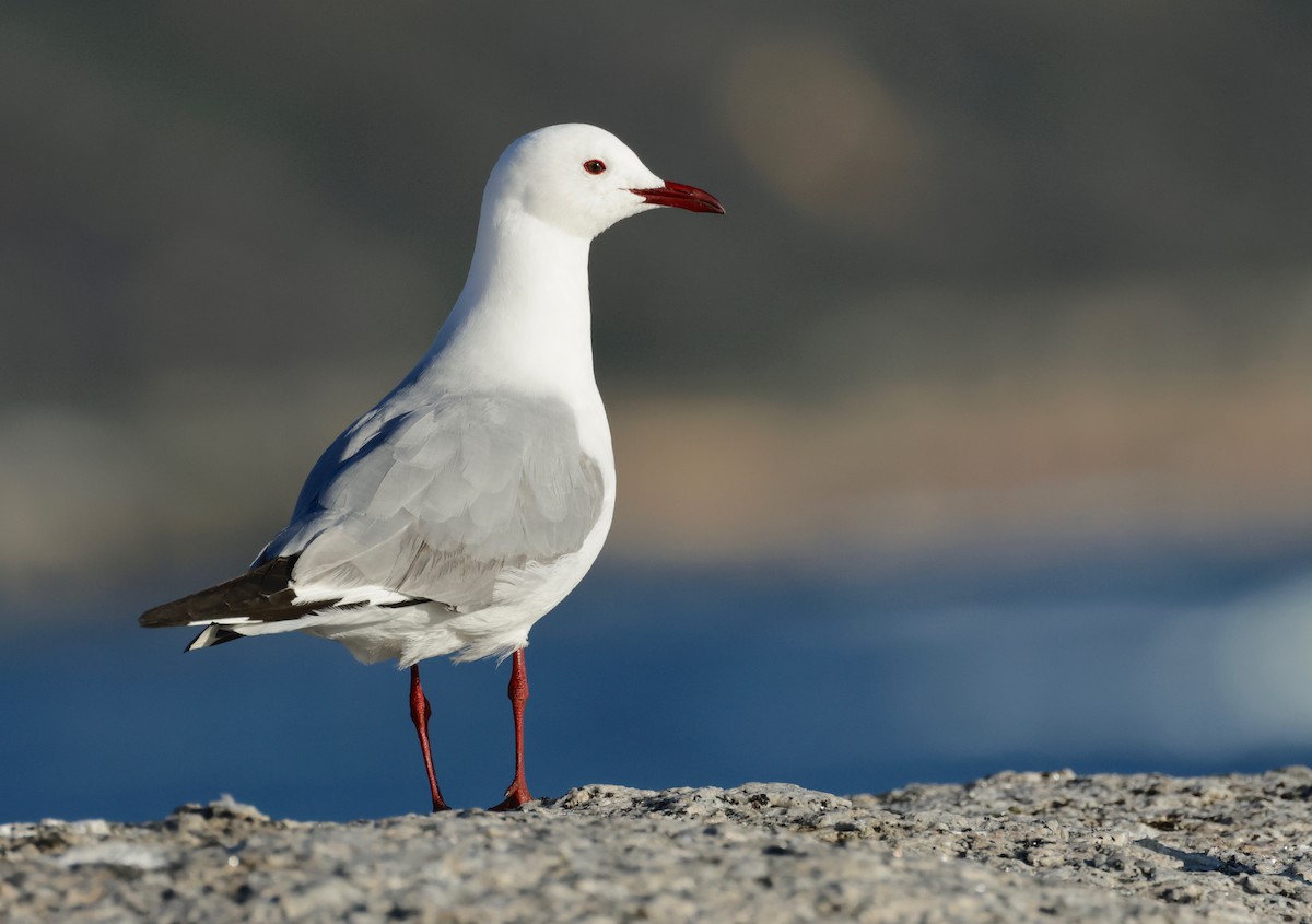 Hartlaub's Gull - ML590039301