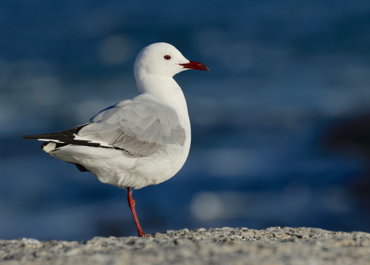 Hartlaub's Gull - ML590039361