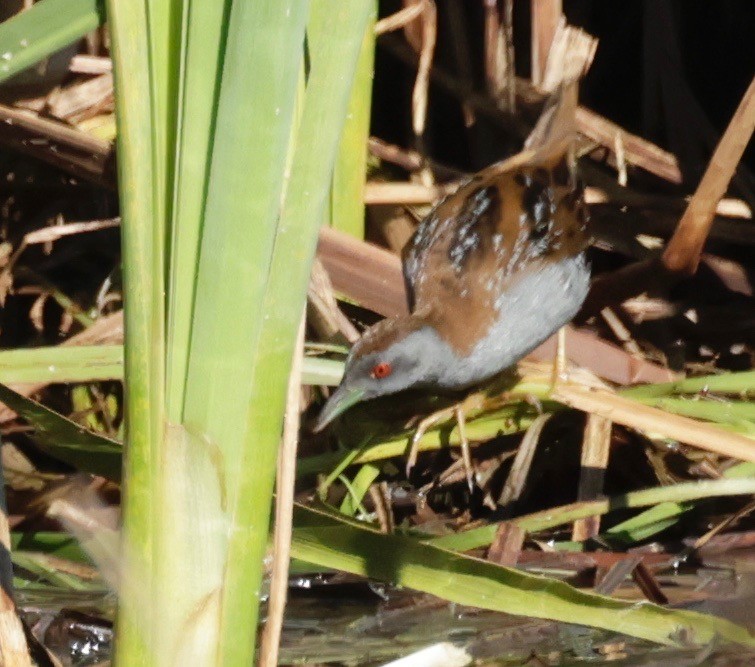 Baillon's Crake - ML590039681