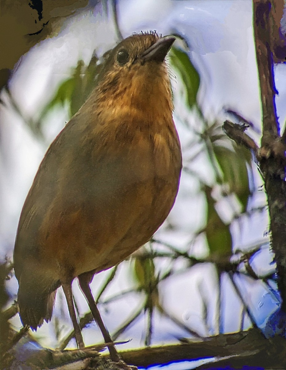 Grallaria sp. - Johnnier Arango 🇨🇴 theandeanbirder.com