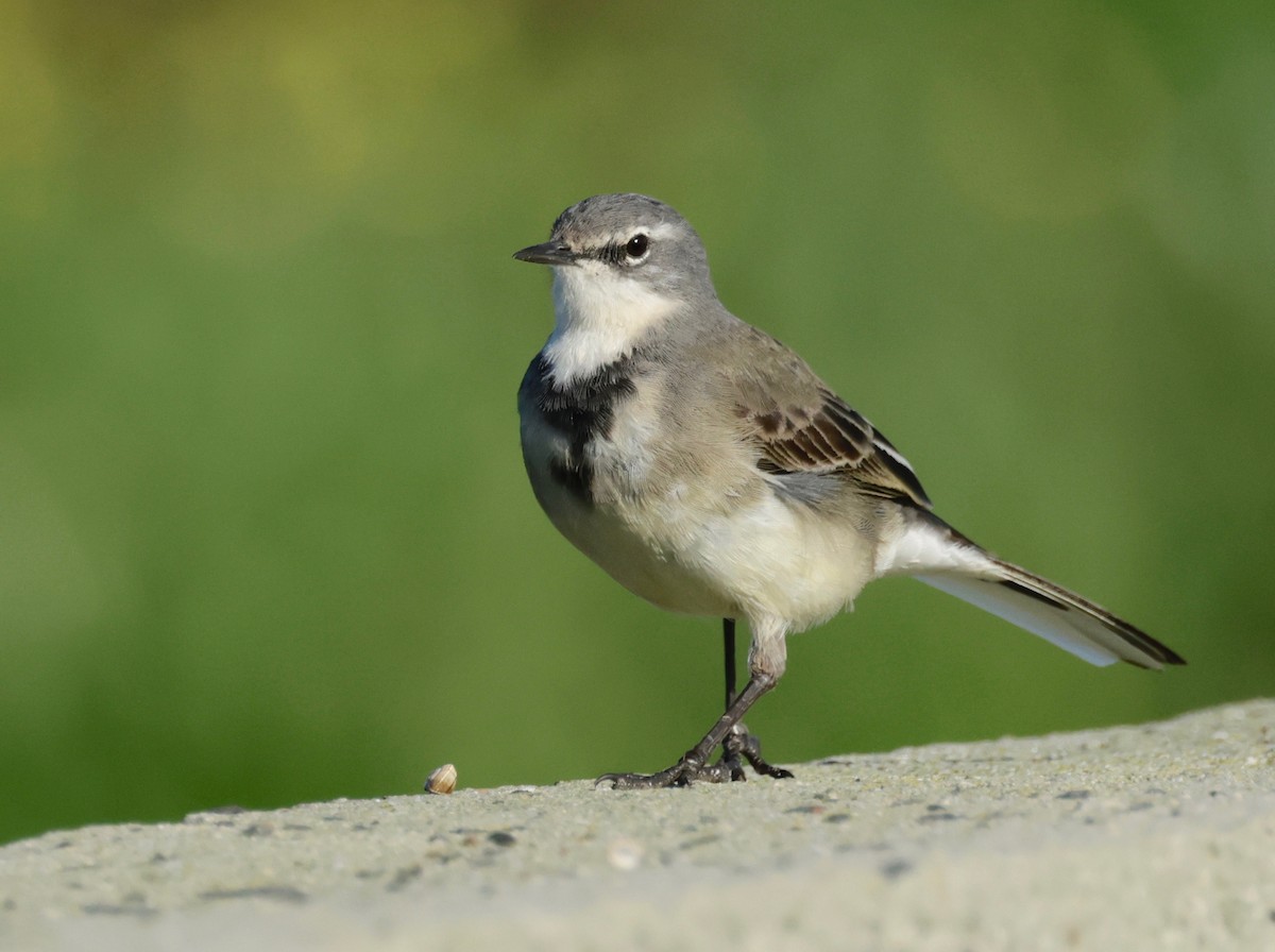 Cape Wagtail - Garret Skead