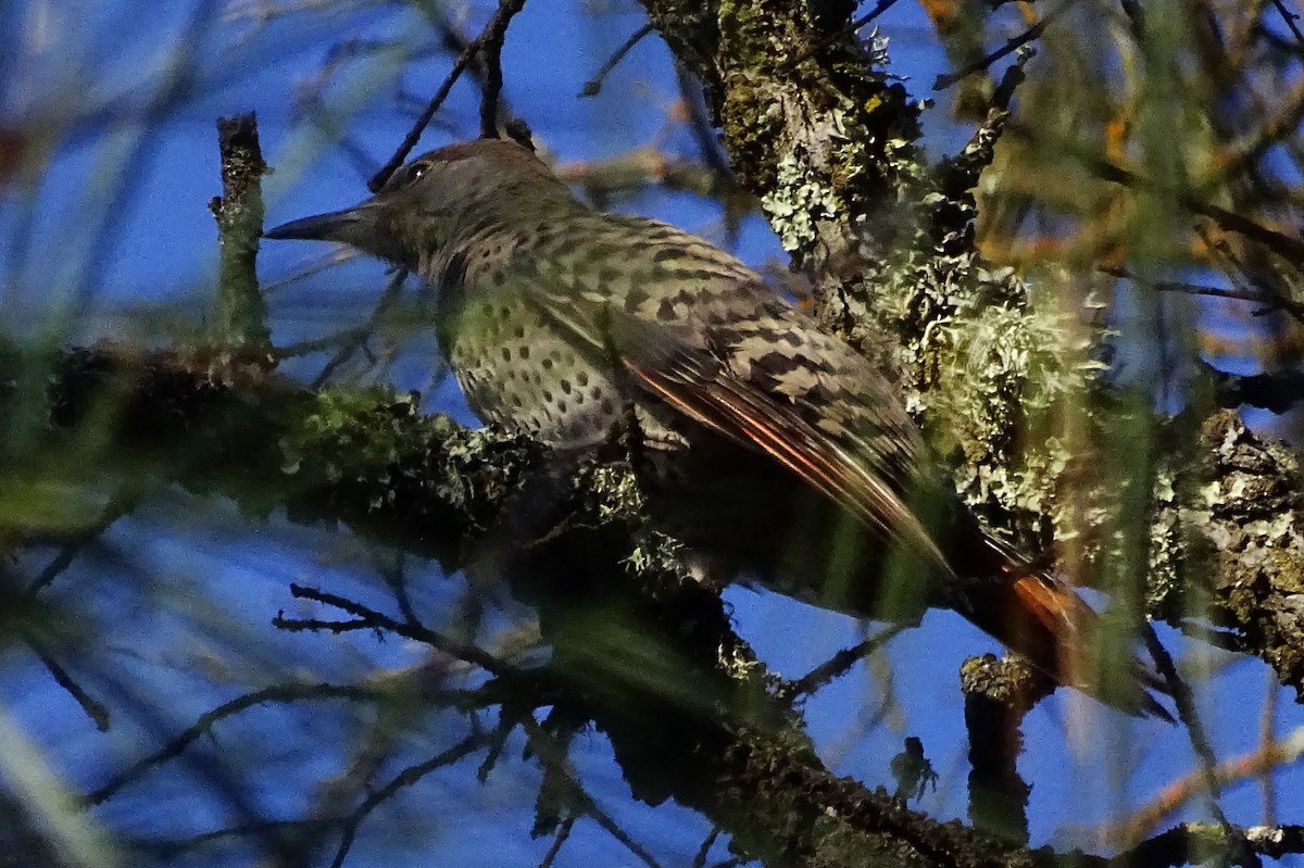 Northern Flicker - ML590042081