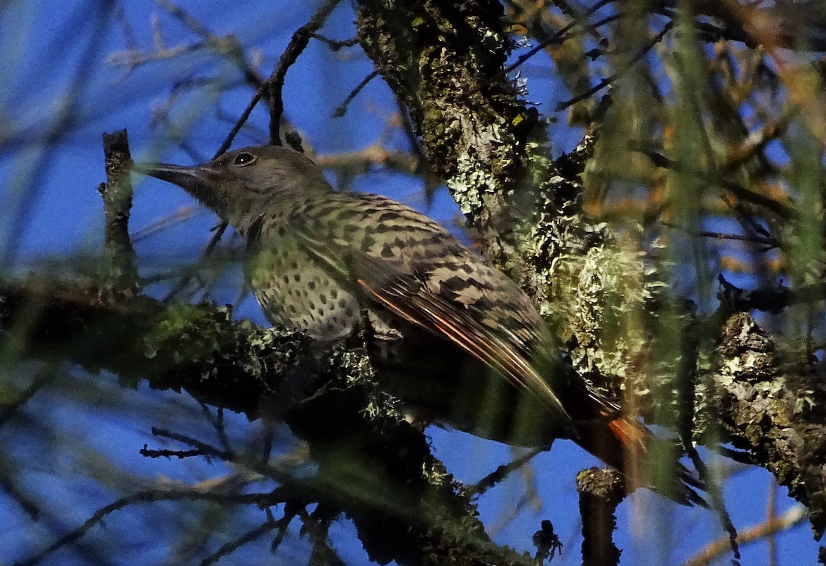 Northern Flicker - ML590042121