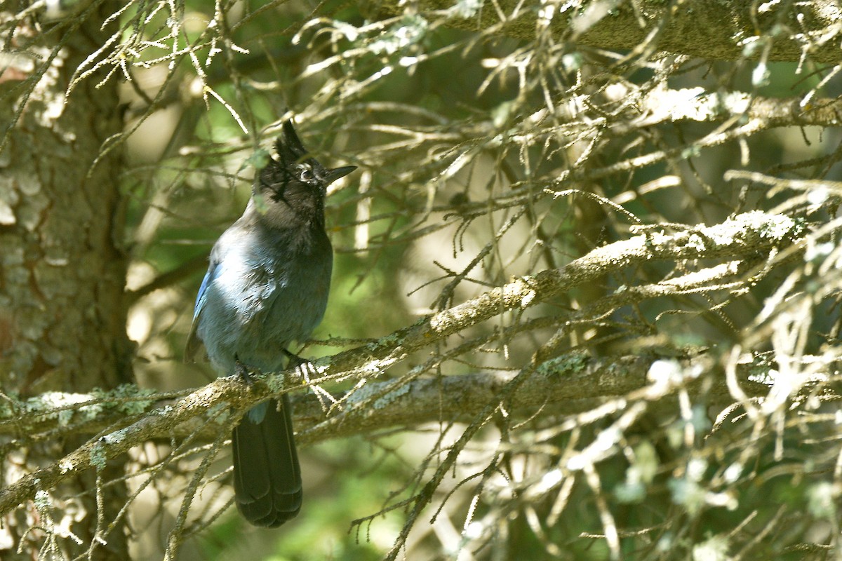 Steller's Jay - Asher  Warkentin