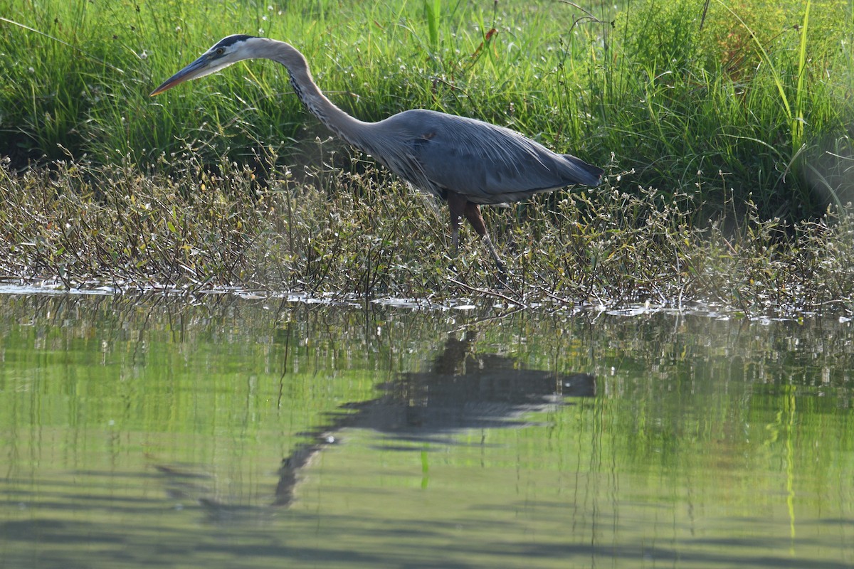 Great Blue Heron (Great Blue) - Michael Cheves