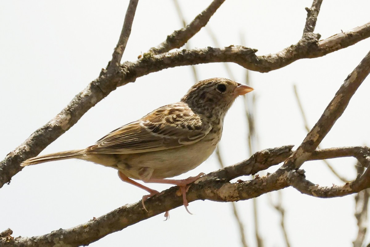 Grasshopper Sparrow - ML590042591