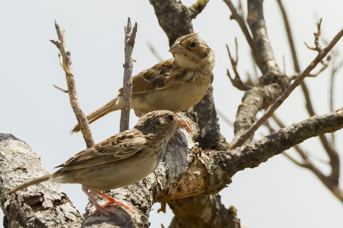 Grasshopper Sparrow - ML590042601