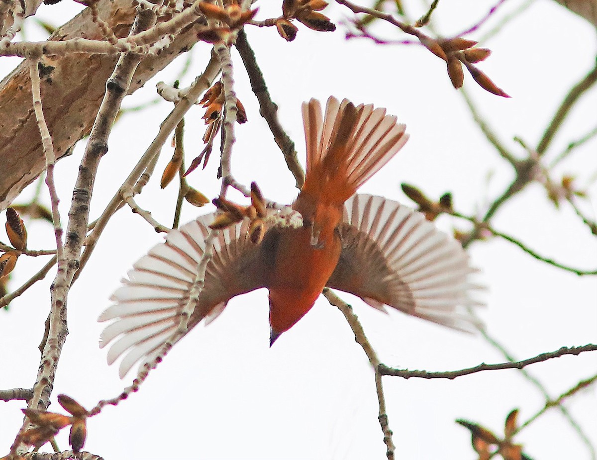 Hepatic Tanager - ML590043491