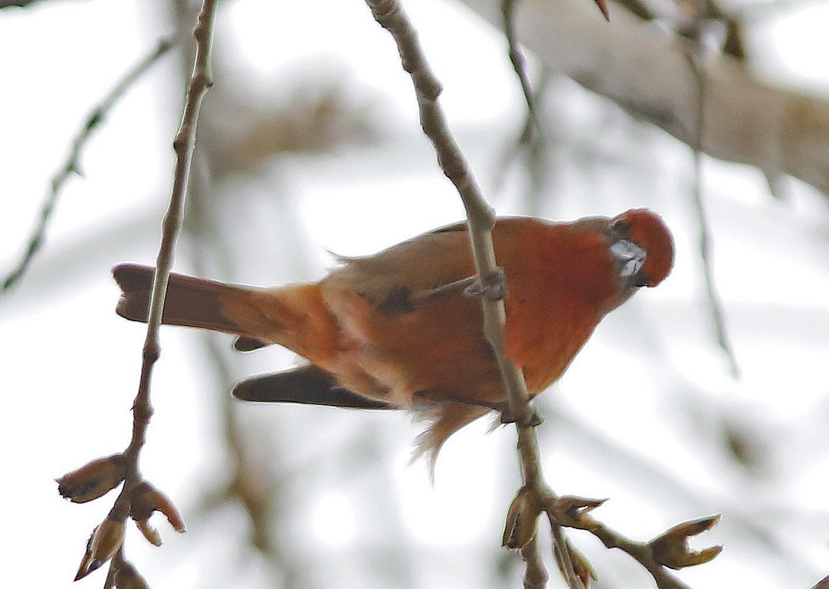 Hepatic Tanager - ML590043701