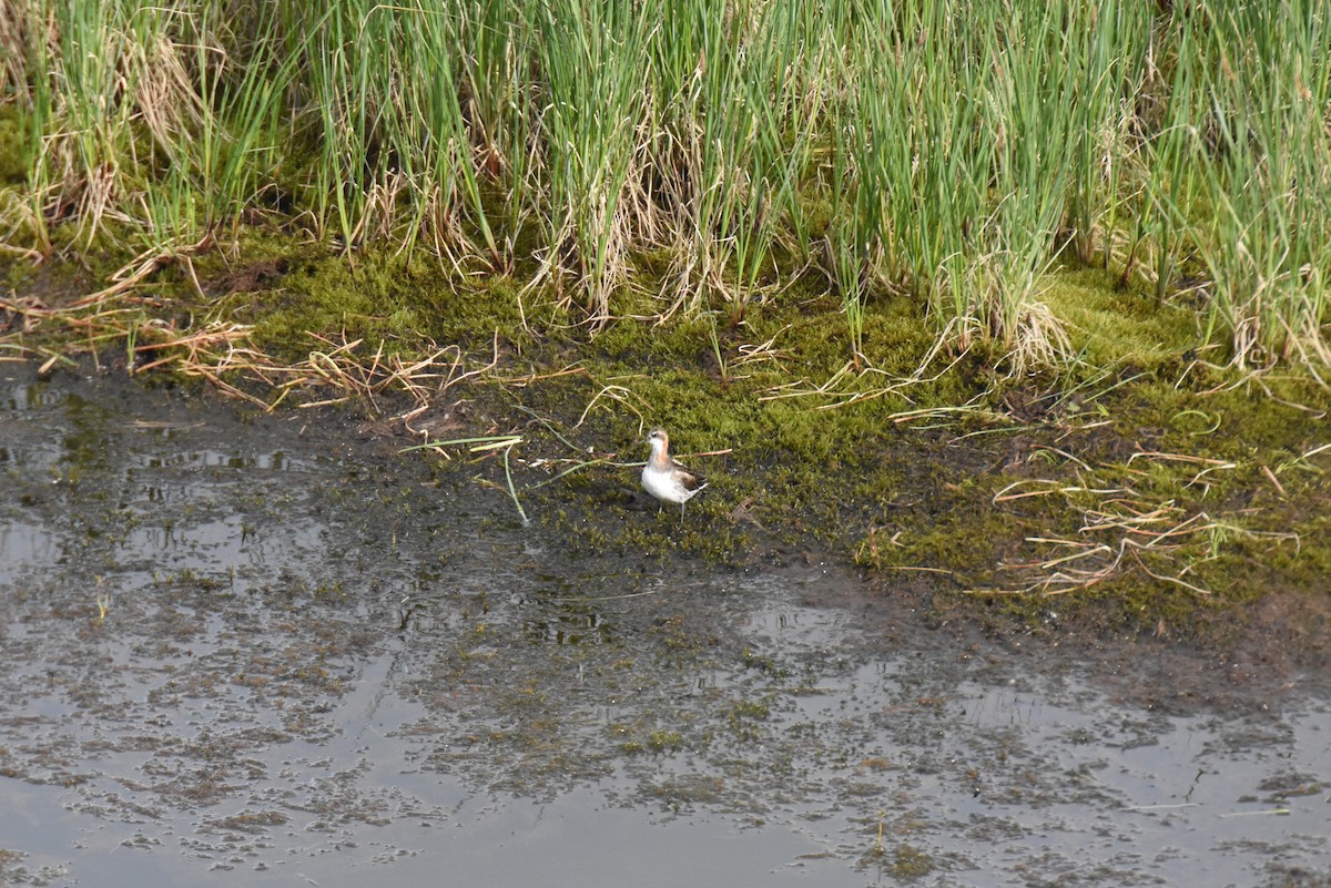 Red-necked Phalarope - ML590043841