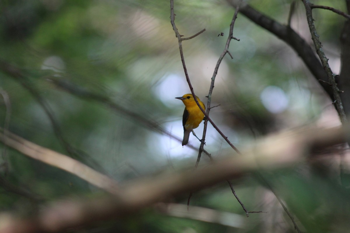 Prothonotary Warbler - ML590044221