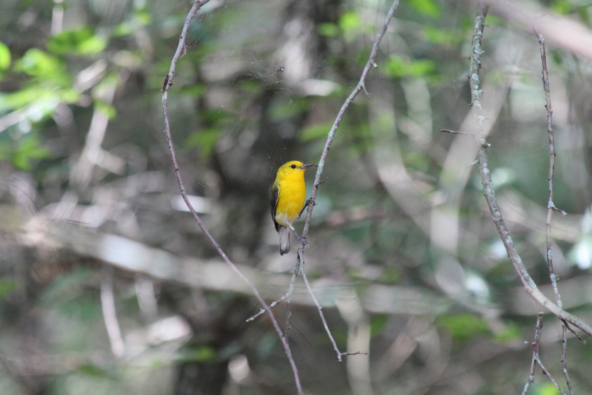 Prothonotary Warbler - ML590044231