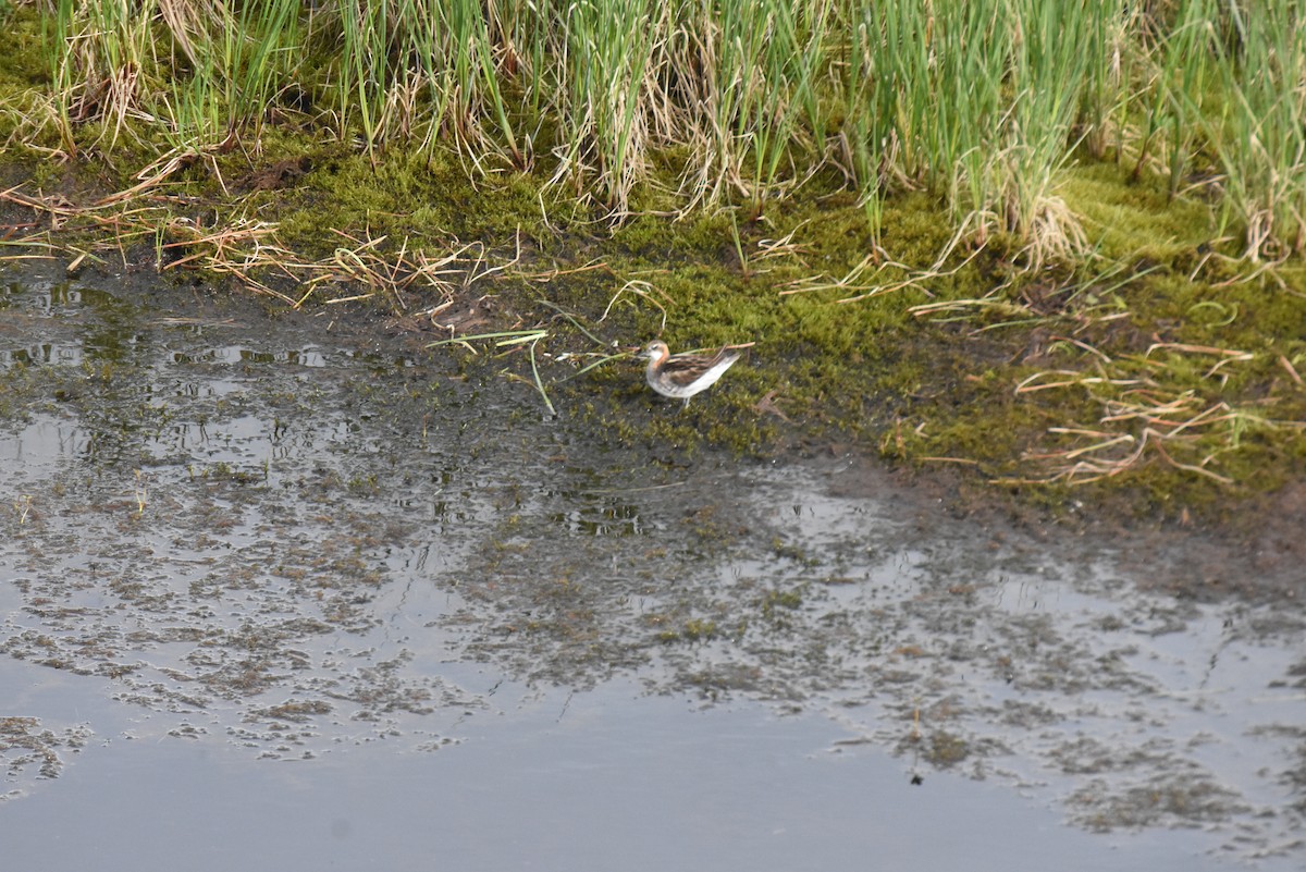 Red-necked Phalarope - ML590044261