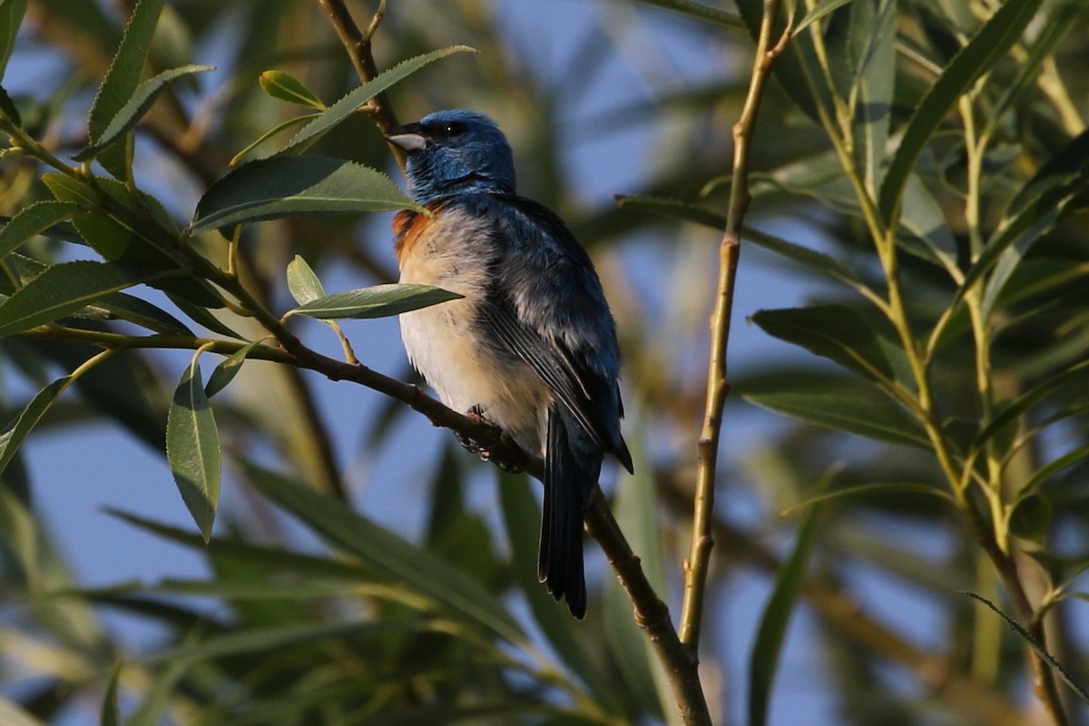 Lazuli Bunting - ML590044311