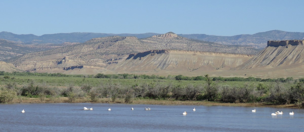 American White Pelican - ML590045821