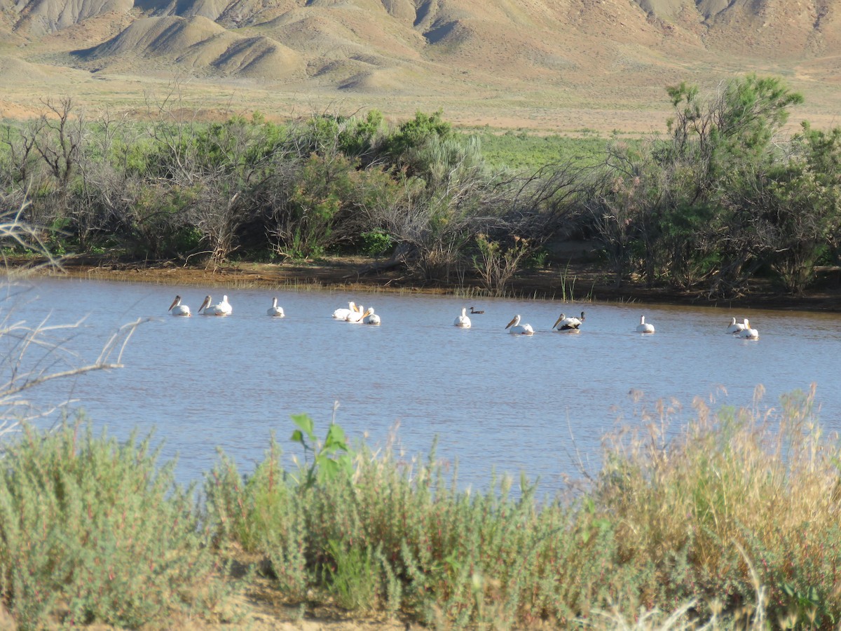 pelikán severoamerický - ML590045841