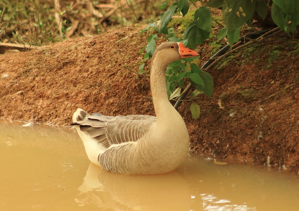 Graylag Goose (Domestic type) - ML59004621