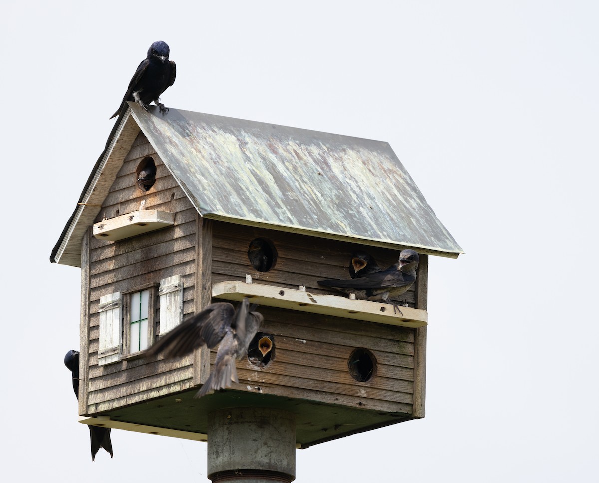 Purple Martin - Bryan Henson