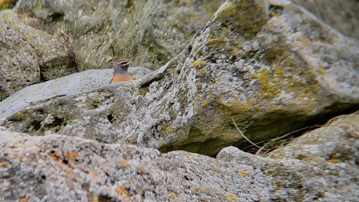 Eyebrowed Thrush - ML590047991