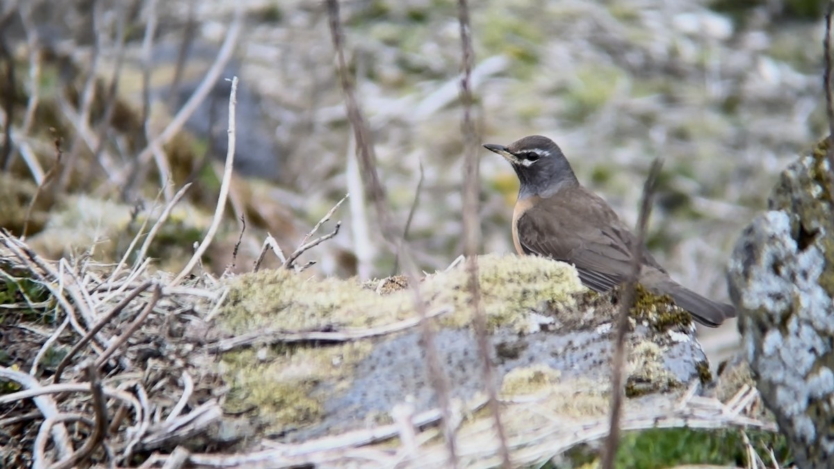 Eyebrowed Thrush - Luis Gles