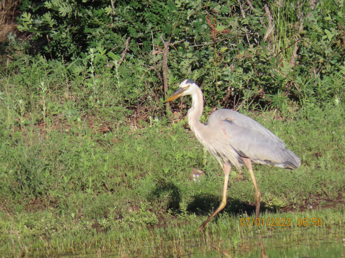 Garza Azulada - ML590048691