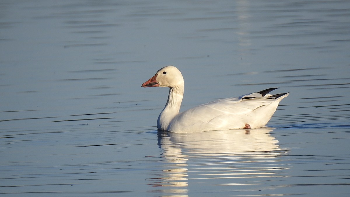 Snow Goose - ML590049971