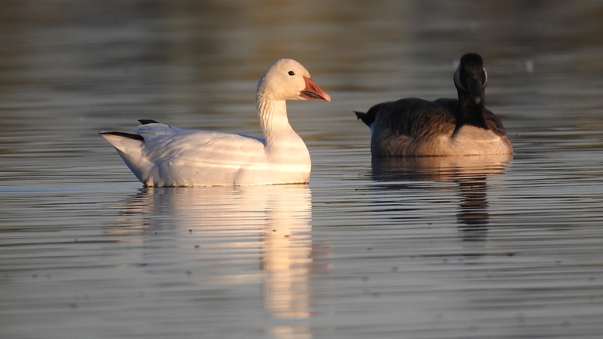 Snow Goose - ML590049981